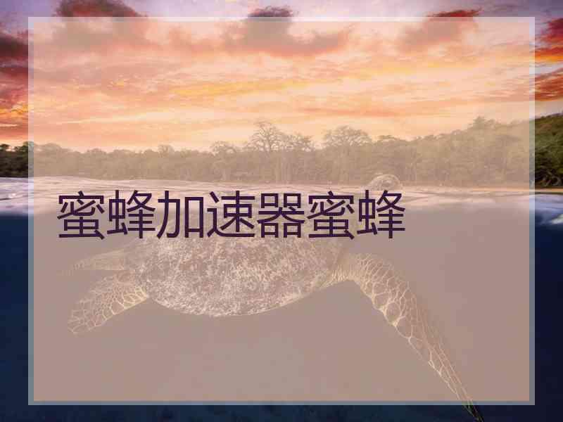 蜜蜂加速器蜜蜂