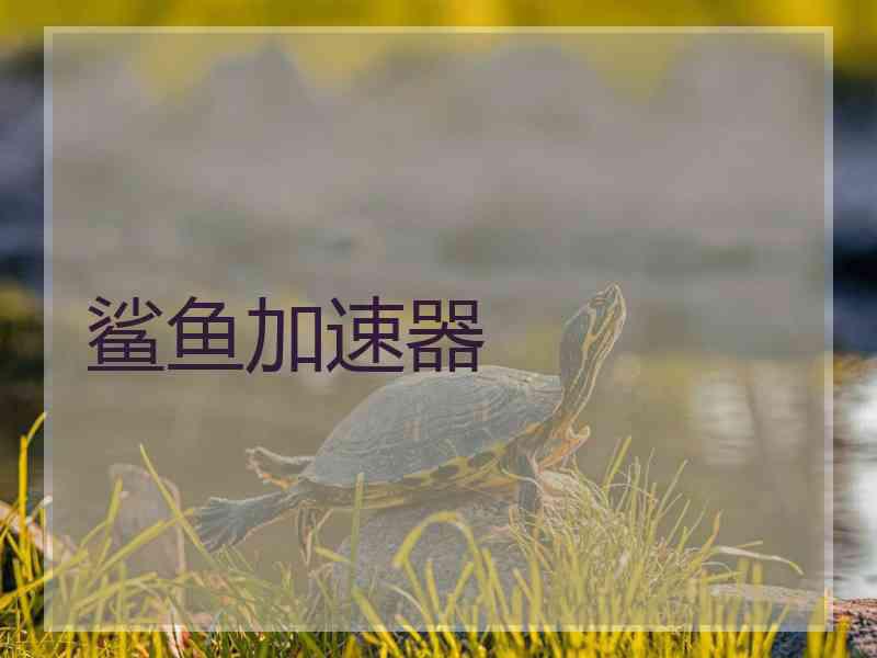 鲨鱼加速器