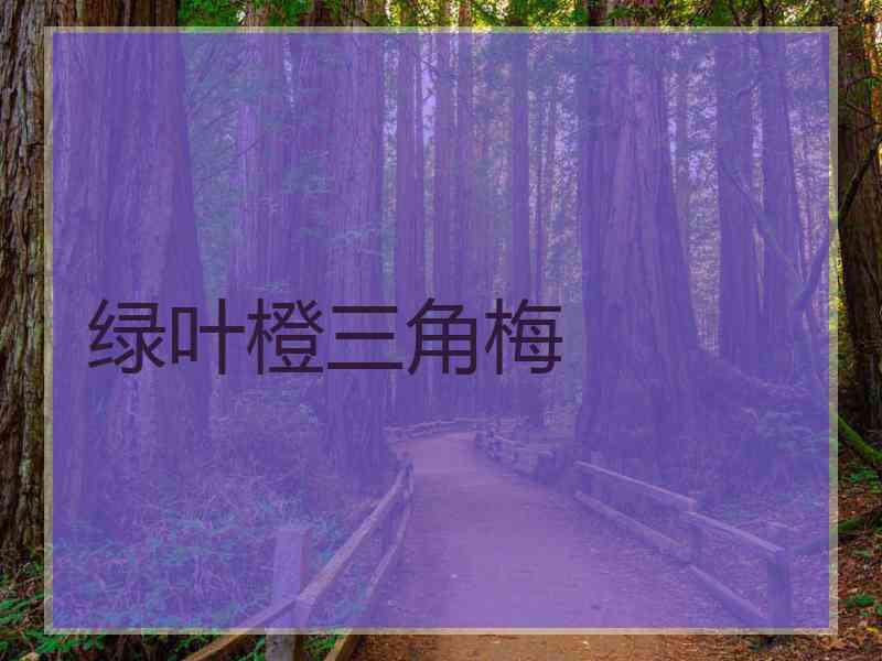 绿叶橙三角梅