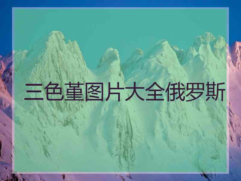 三色堇图片大全俄罗斯