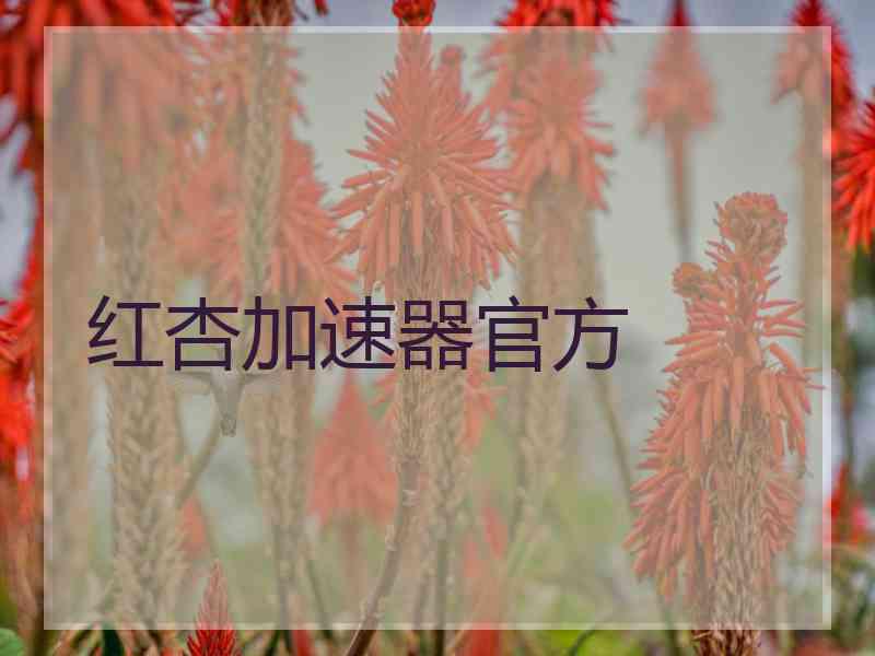 红杏加速器官方