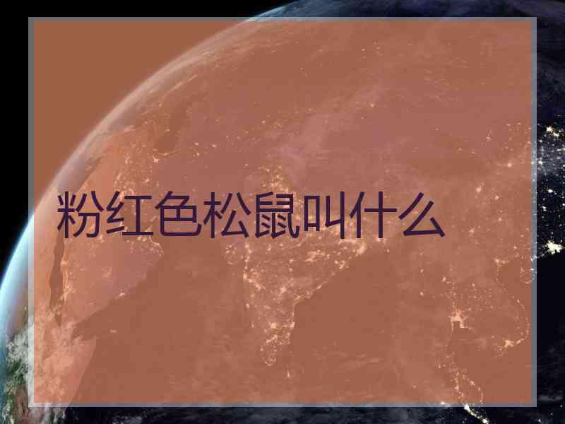 粉红色松鼠叫什么