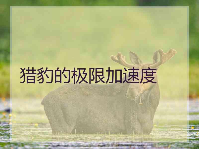 猎豹的极限加速度