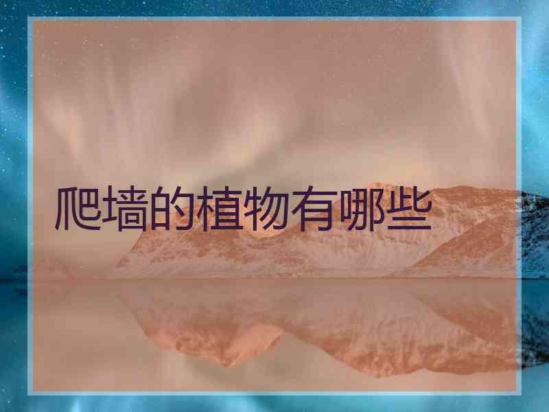 爬墙的植物有哪些