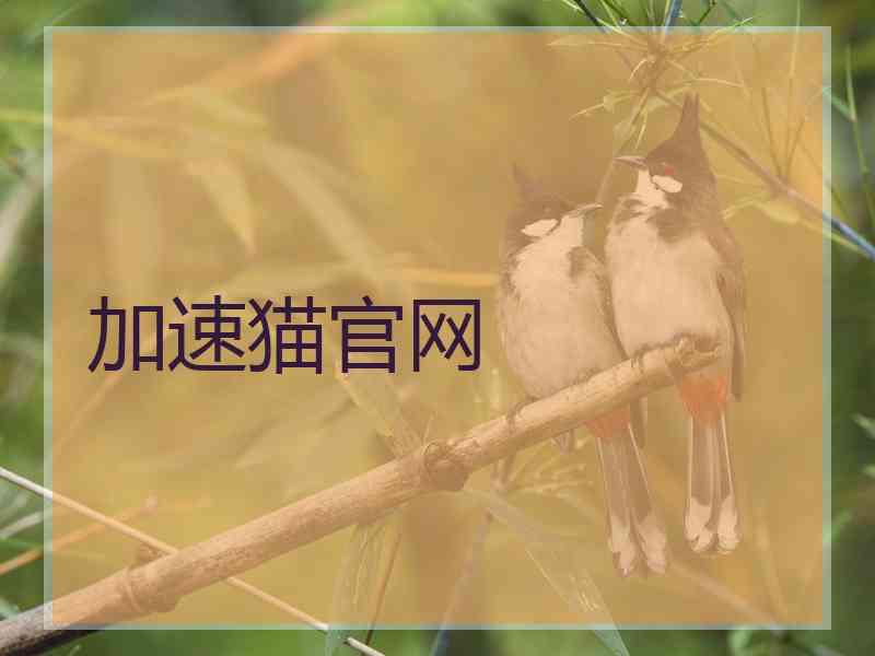 加速猫官网