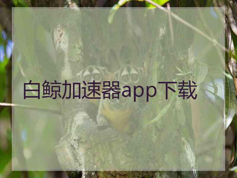 白鲸加速器app下载