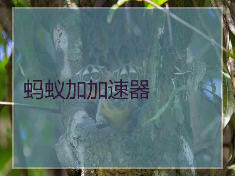 蚂蚁加加速器