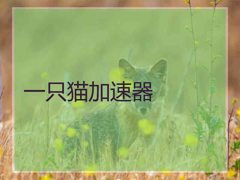 一只猫加速器