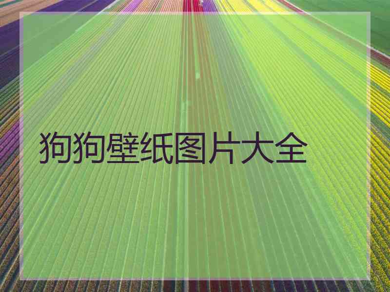 狗狗壁纸图片大全