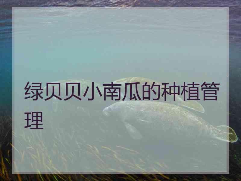 绿贝贝小南瓜的种植管理