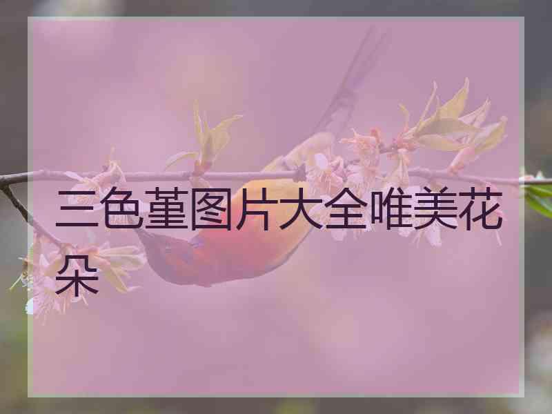 三色堇图片大全唯美花朵