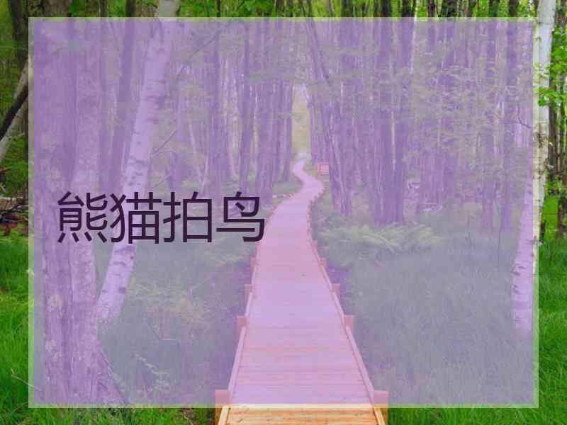 熊猫拍鸟