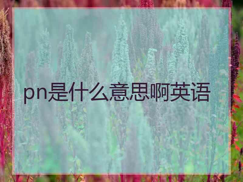 pn是什么意思啊英语