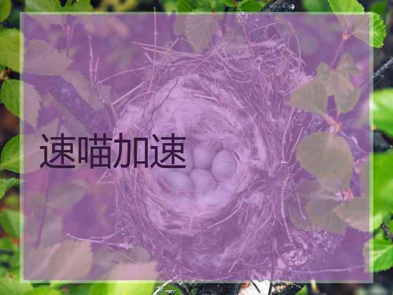 速喵加速