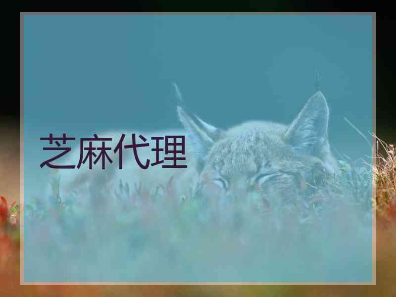 芝麻代理
