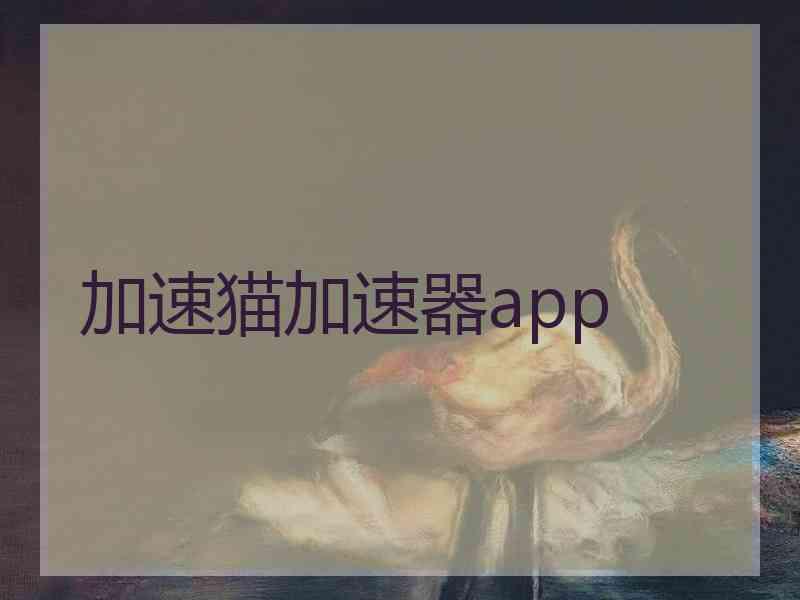 加速猫加速器app