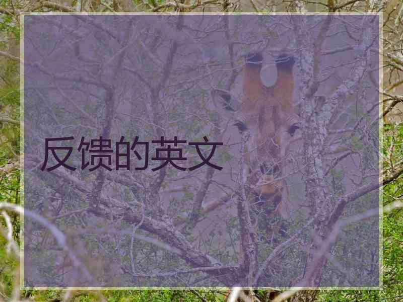 反馈的英文