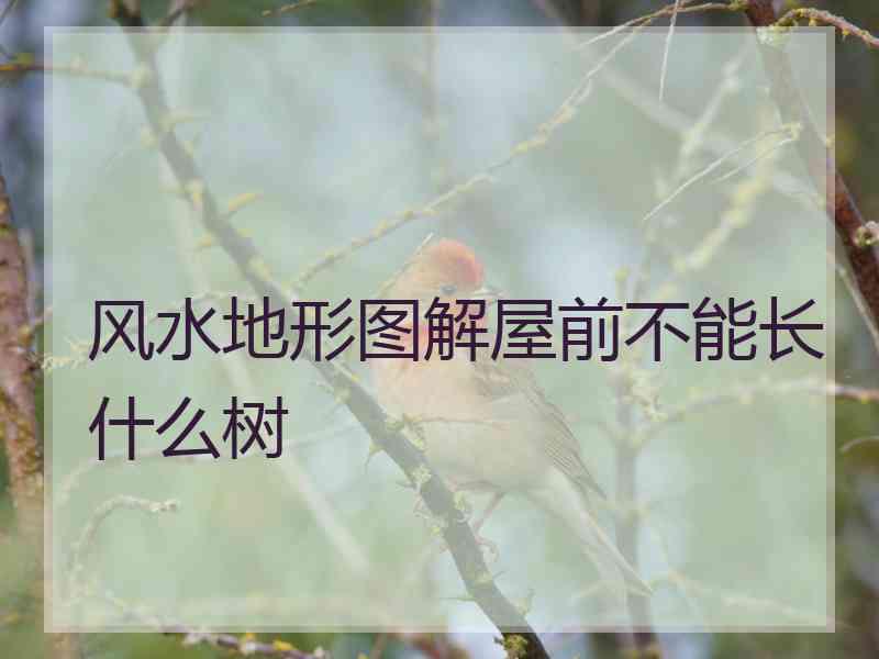 风水地形图解屋前不能长什么树