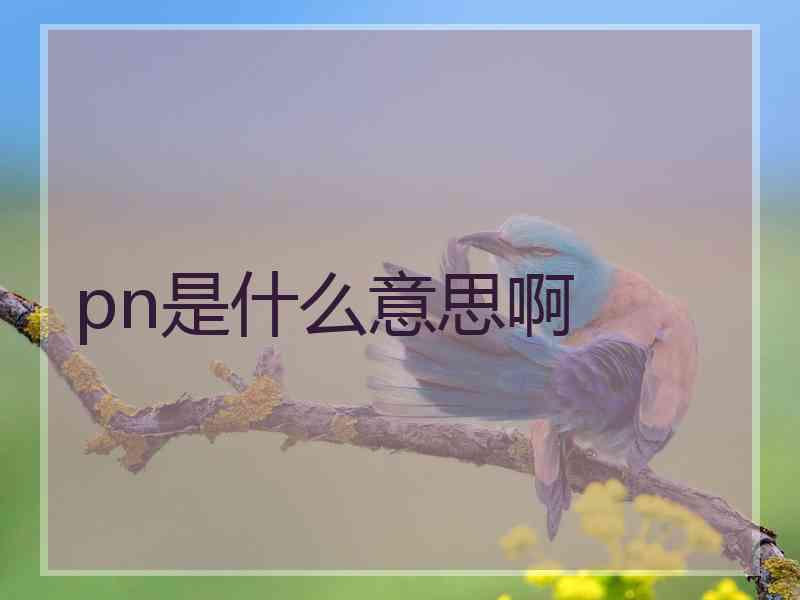 pn是什么意思啊