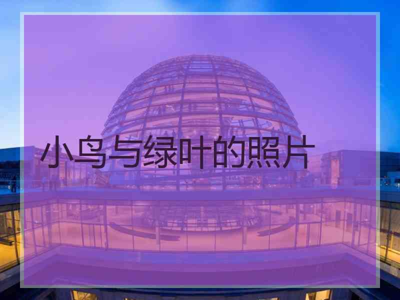 小鸟与绿叶的照片