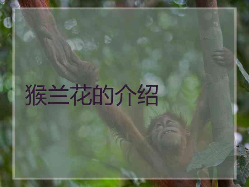 猴兰花的介绍